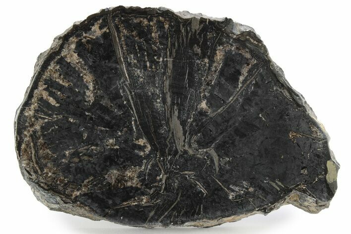 Polished Petrified Cycad Slab - England #242191